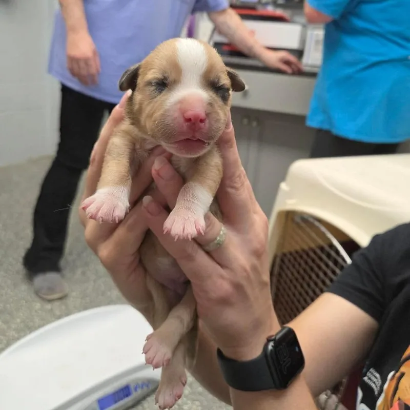 A baby small-sized male Hound dog named Mulberry for adoption in Waynesboro, PA