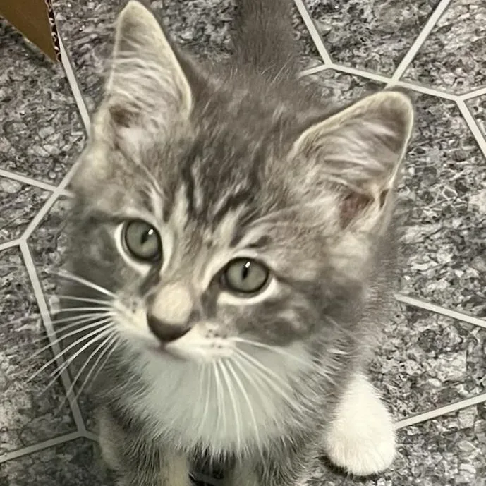 A baby medium-sized male Tabby (Gray / Blue / Silver) Domestic Medium Hair cat named Bluey for adoption in Johnson City, TN