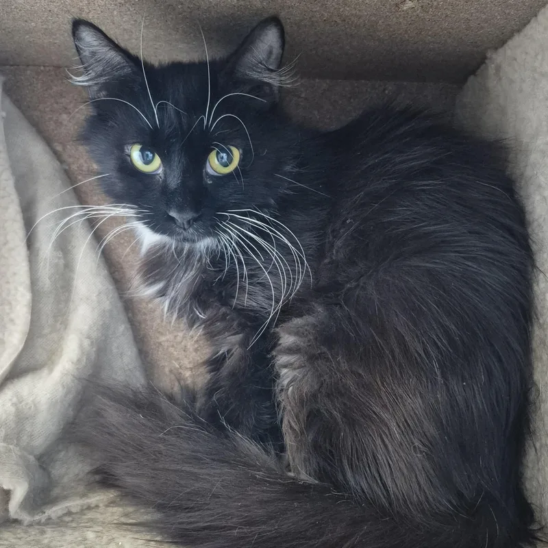 An adult medium-sized female Domestic Medium Hair cat named Apple Blossom for adoption in Schertz, TX