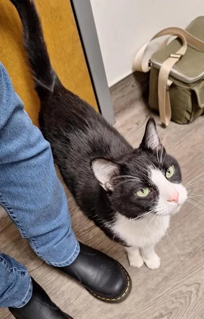 A senior large-sized male Domestic Short Hair cat named Augustus Lebron for adoption in Cleveland, OH