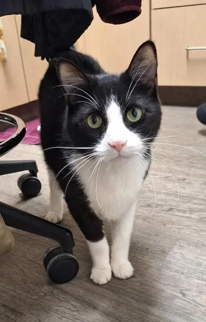 Augustus Lebron thumbnail 2