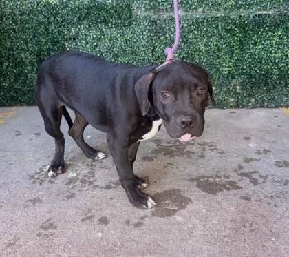A baby medium-sized male Black Pit Bull Terrier dog named 61800640 for adoption in El Paso, TX