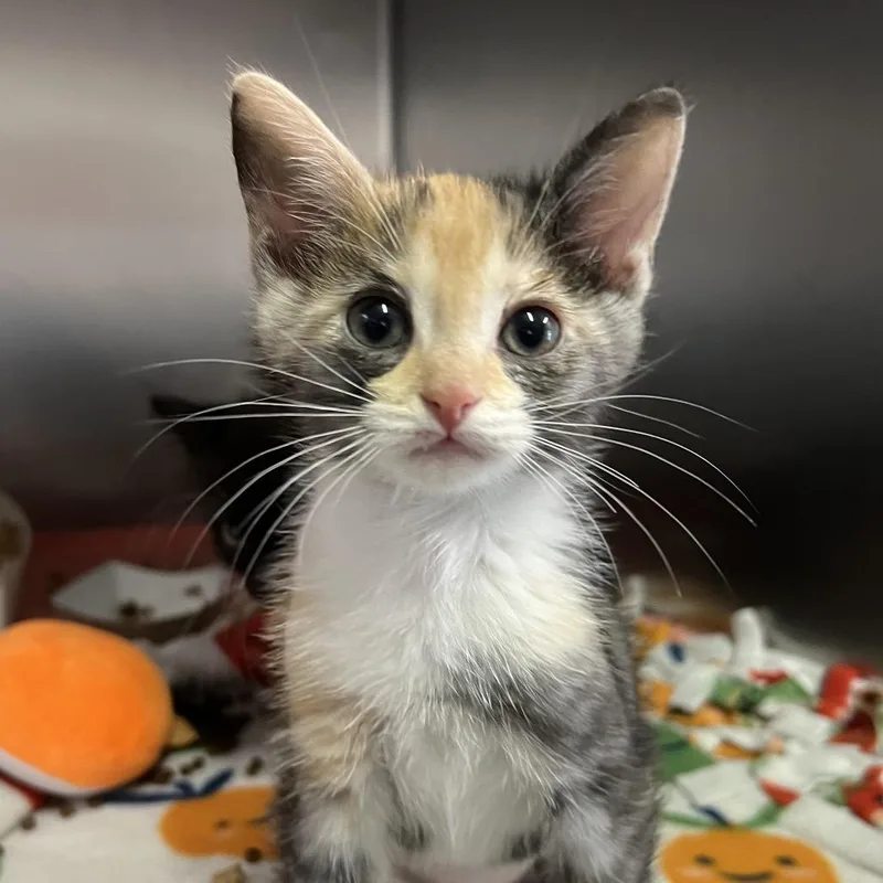 A baby small-sized female Calico Domestic Short Hair cat named Jasmine for adoption in Naples, FL