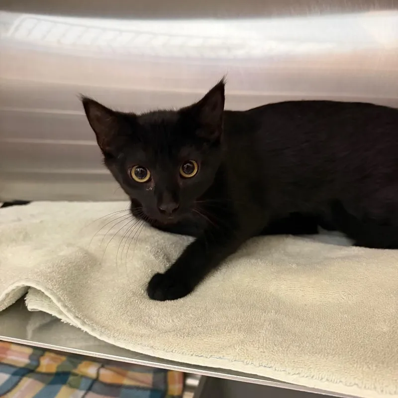 A baby small-sized male Black Domestic Short Hair cat named Bubbles for adoption in Hamburg, NY