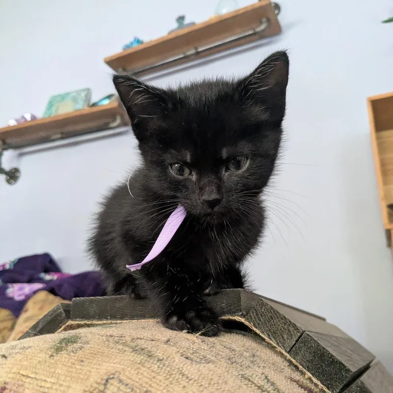 A baby small-sized male Black Domestic Short Hair cat named Jim Halpert for adoption in Alexandria, VA