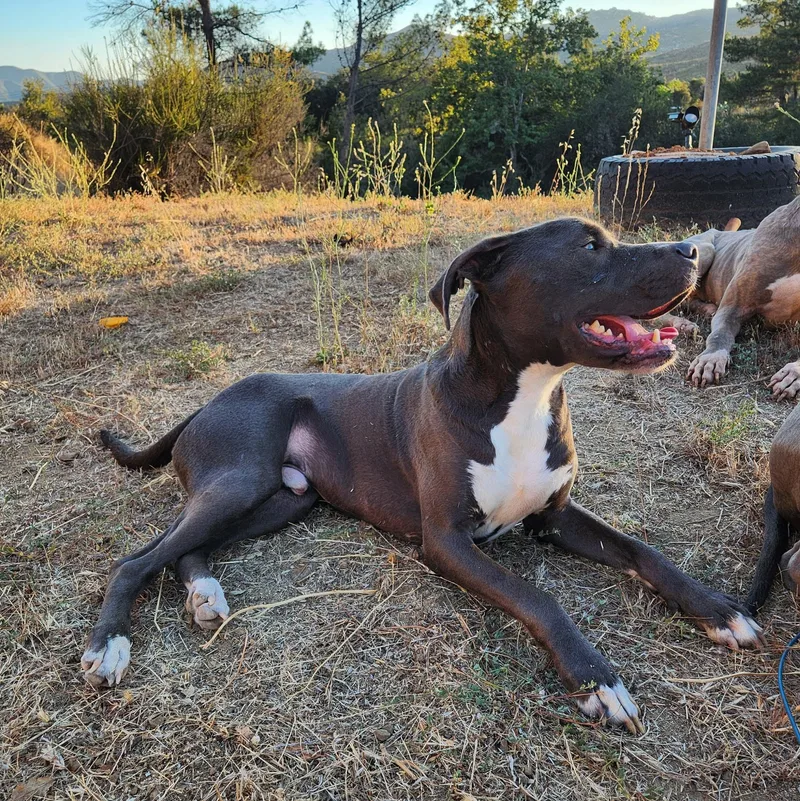 A young large-sized male Gray / Blue / Silver Pit Bull Terrier dog named Mr. Pickles for adoption in Placentia, CA