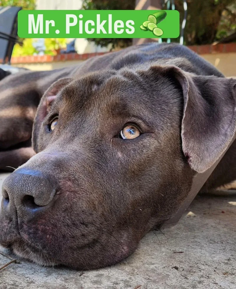 Mr. Pickles thumbnail 4