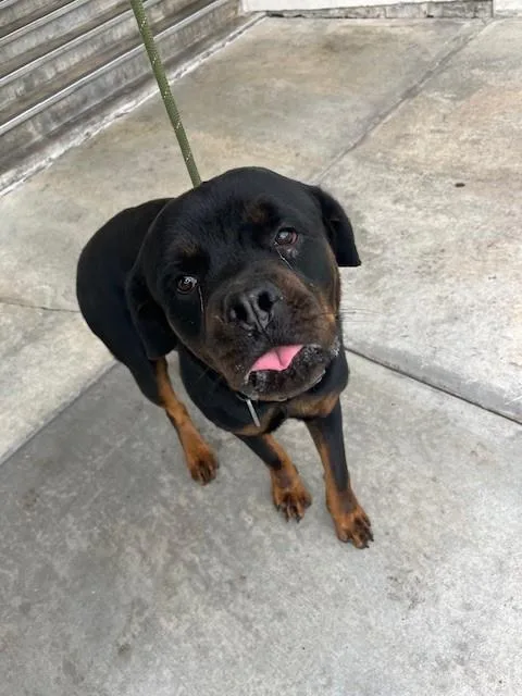 A young large-sized male Rottweiler dog named Bull for adoption in Miami, FL