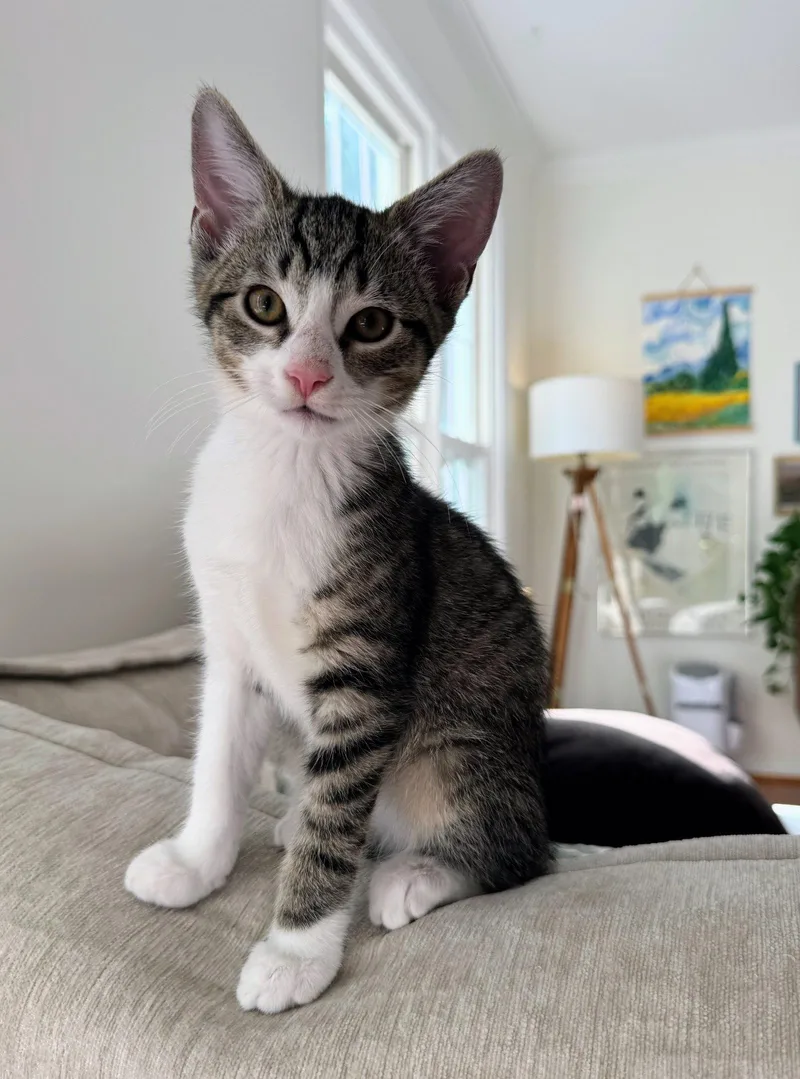 A baby medium-sized male Domestic Short Hair cat named Wily for adoption in Leesburg, VA