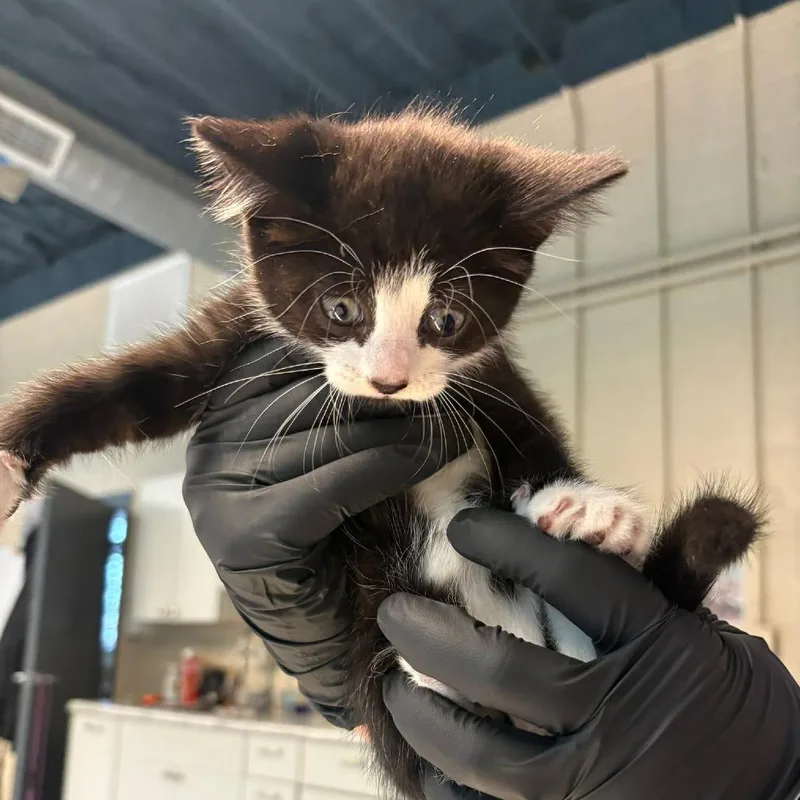 A baby small-sized male Black Domestic Short Hair cat named Harris for adoption in Huntington, WV