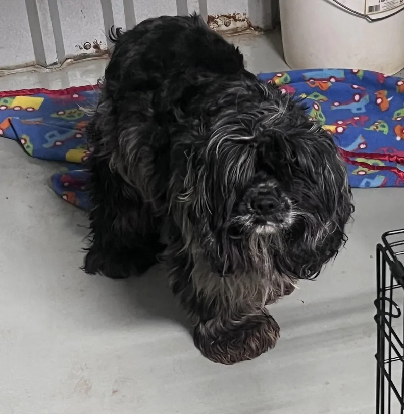 A young small-sized female Gray / Blue / Silver Cocker Spaniel dog named Jules for adoption in Pelham, NH