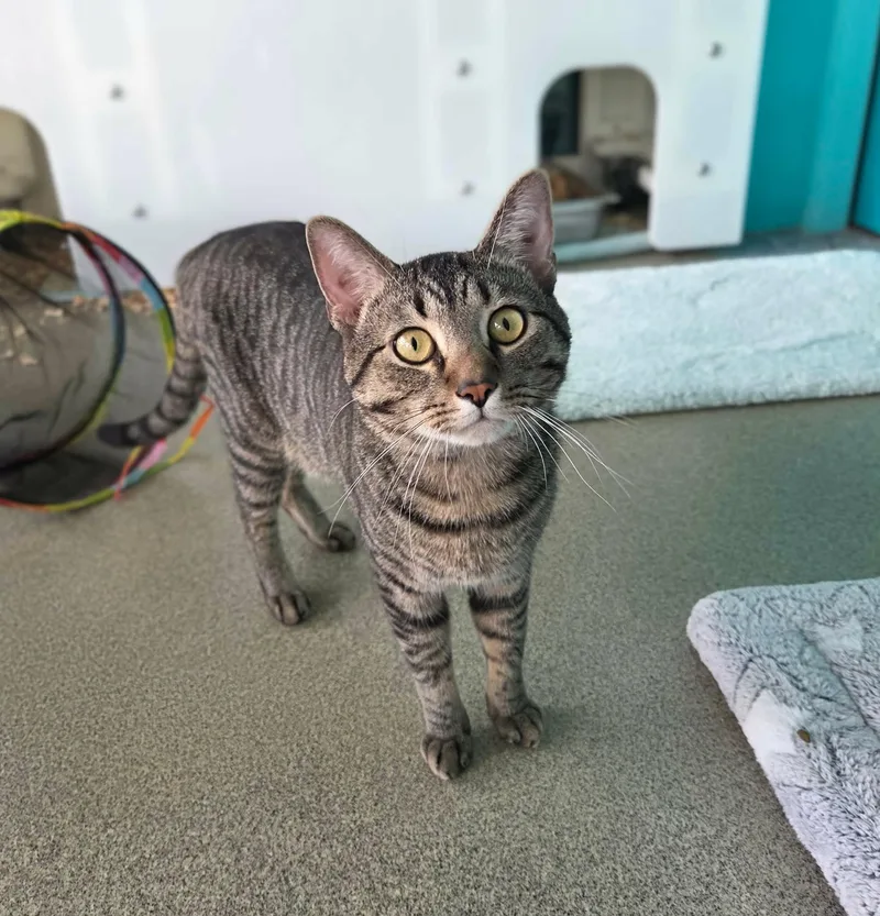 An adult medium-sized male Domestic Short Hair cat named Figgy for adoption in Moundsville, WV