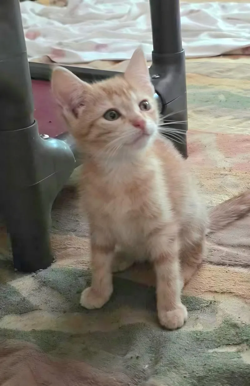 A baby medium-sized male Orange / Red Domestic Short Hair cat named Mars for adoption in Delmar, NY