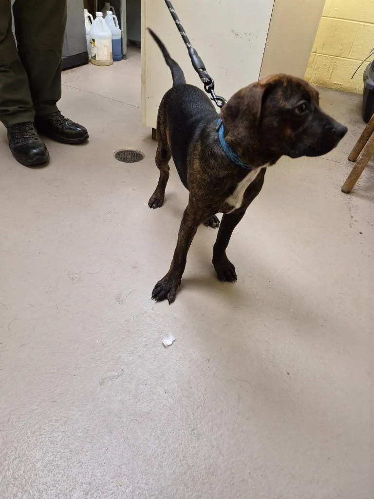 A baby medium-sized male Beagle dog named Fizz for adoption in Crossville, TN