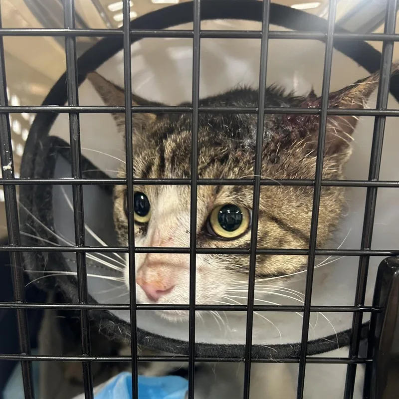 An adult large-sized male Brown / Chocolate Domestic Short Hair cat named Macaroon for adoption in Newark, NJ