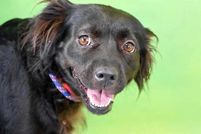 A young medium-sized female Schipperke dog named Delilah for adoption in Fort Lauderdale, FL