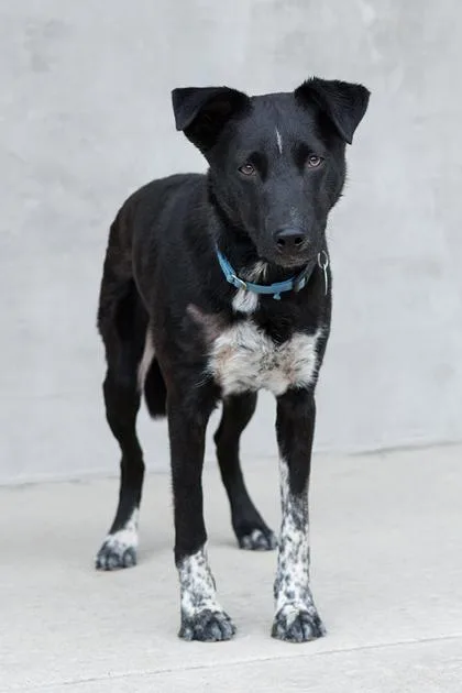 A young medium-sized male Mixed Breed dog named Fido for adoption in Longmont, CO
