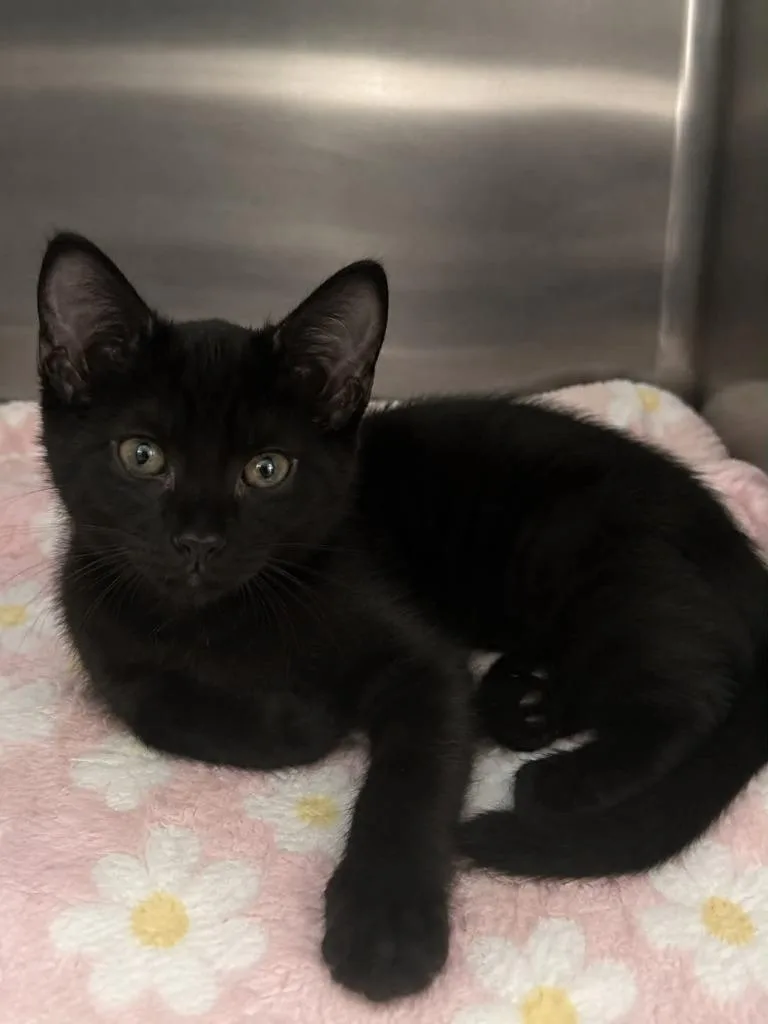 A baby medium-sized male Domestic Medium Hair cat named Little Joel for adoption in Columbia, TN