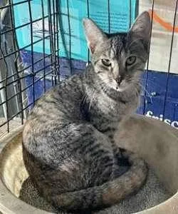 A baby medium-sized female Tabby (Gray / Blue / Silver) Domestic Short Hair cat named Lisa for adoption in Sudbury, MA
