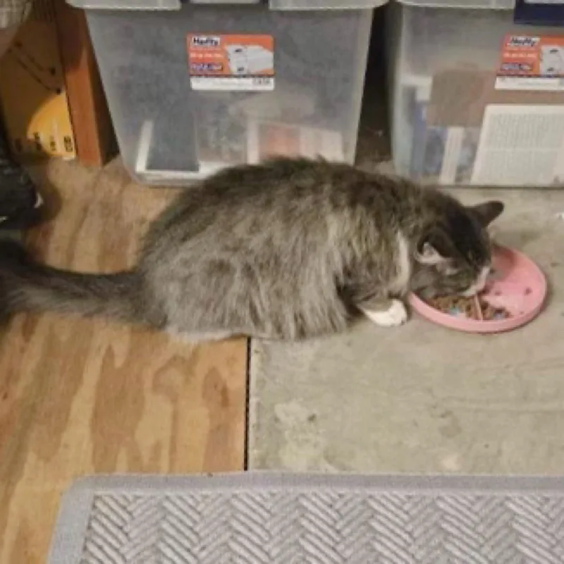 Thomasina thumbnail 2