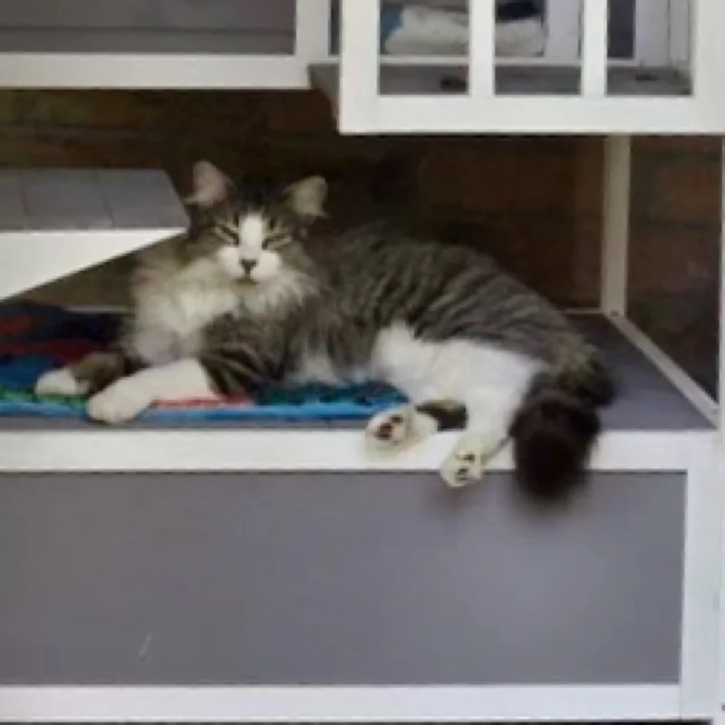 Thomasina thumbnail 3