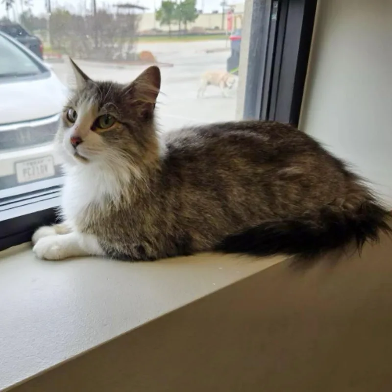 Thomasina thumbnail 4