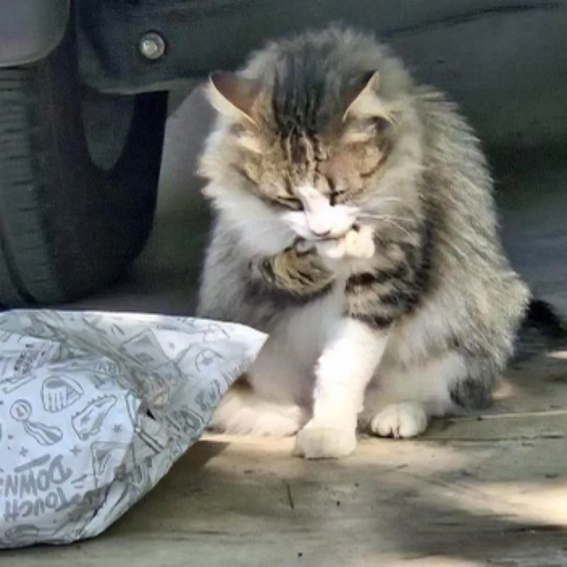 Thomasina thumbnail 5