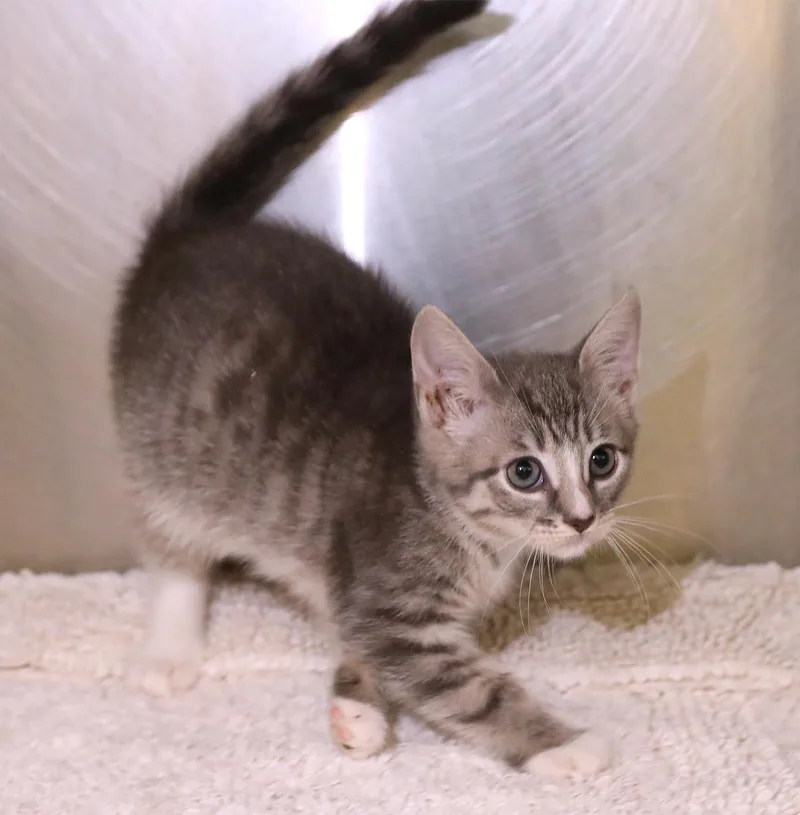 A baby medium-sized female Tabby (Gray / Blue / Silver) Domestic Short Hair cat named Carly for adoption in Lambertville, NJ