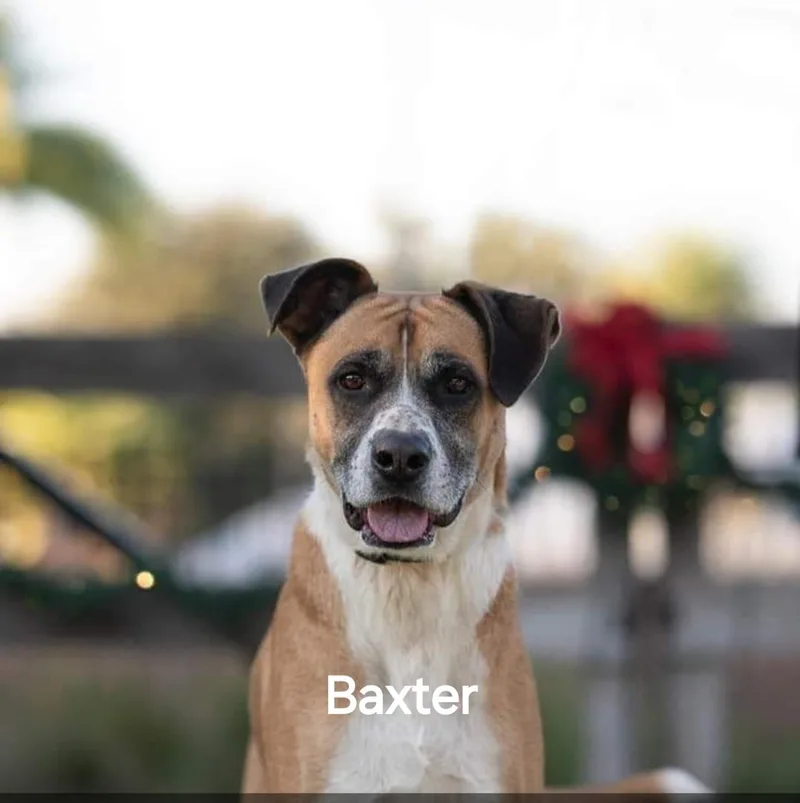 Baxter thumbnail 2