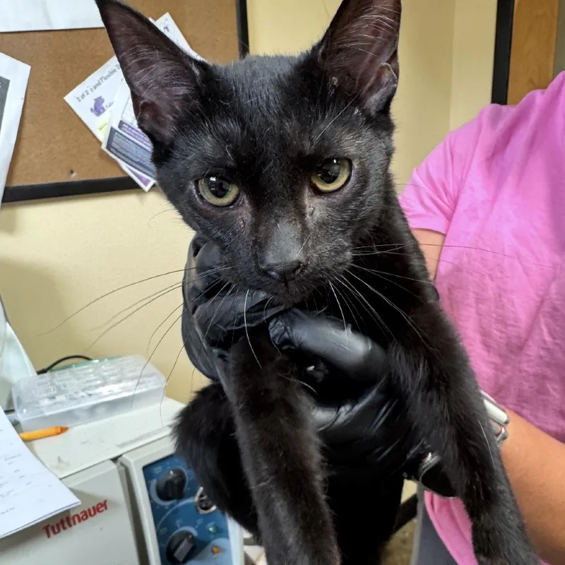 A baby medium-sized male Black Domestic Short Hair cat named Koda for adoption in Corinth, MS