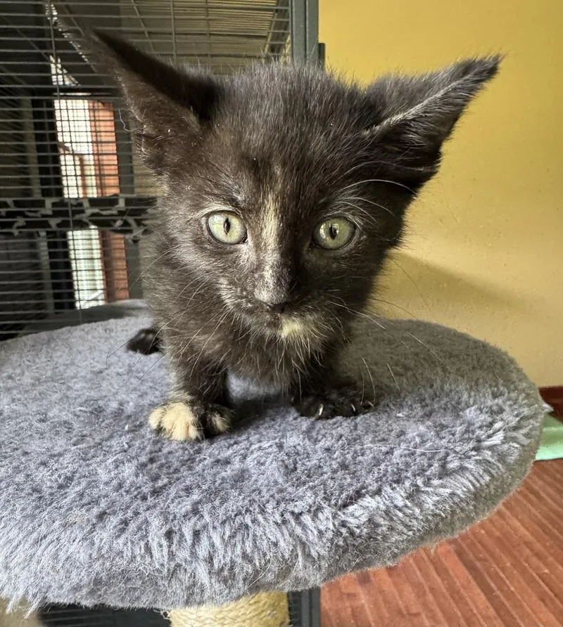 A baby medium-sized female Domestic Short Hair cat named Pepperoni for adoption in Clinton Township, MI
