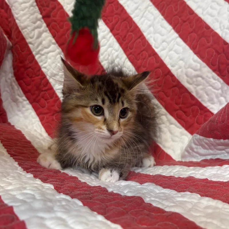 A baby small-sized female Tortoiseshell Domestic Short Hair cat named Athena for adoption in Columbus, NC