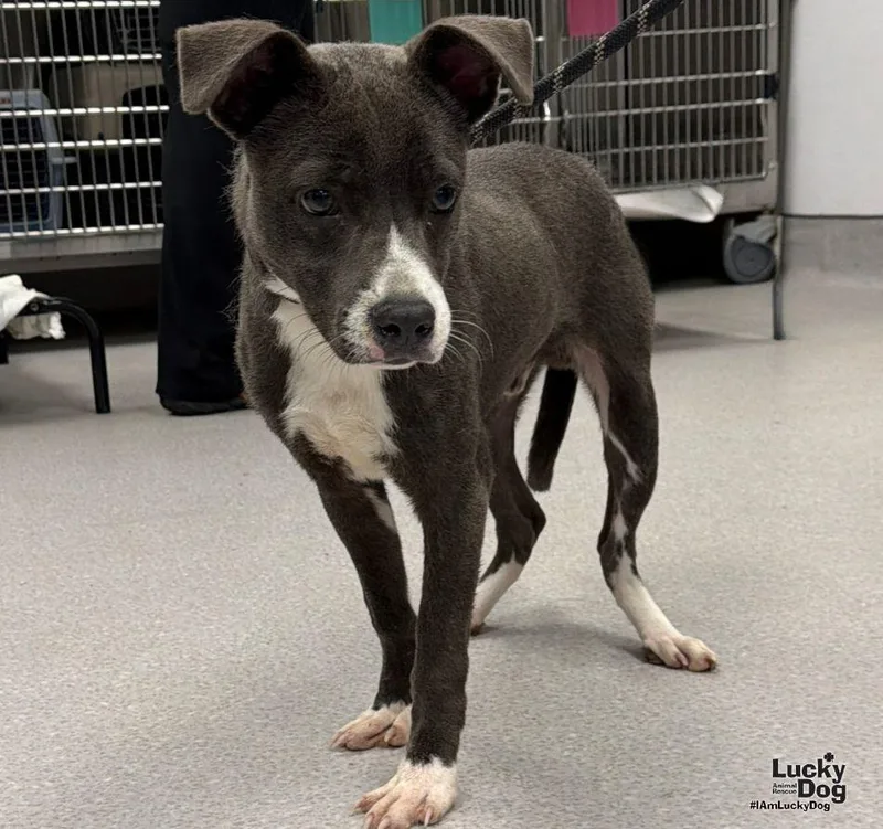 A baby large-sized male Terrier dog named Bug for adoption in Washington, DC