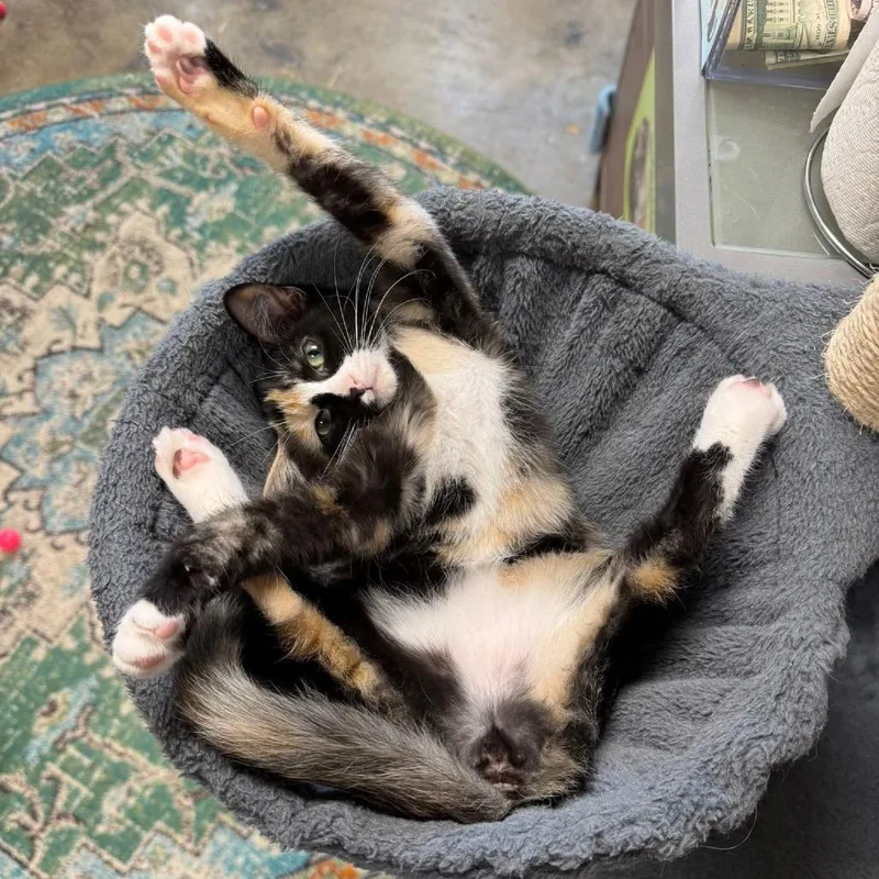 Billie Eilish thumbnail 2