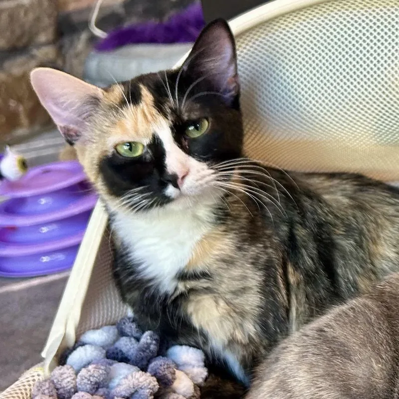 Billie Eilish thumbnail 3