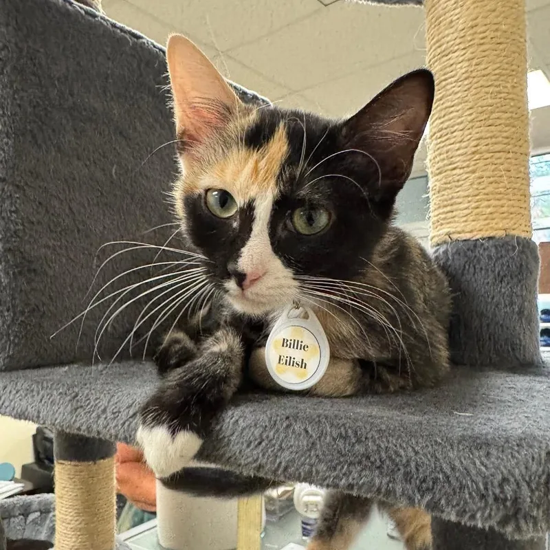 Billie Eilish thumbnail 4