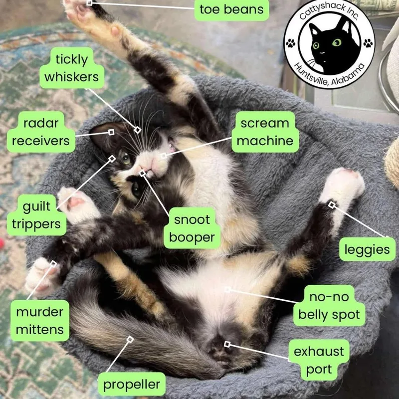 Billie Eilish thumbnail 5