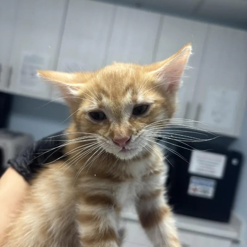 A baby small-sized male Orange / Red Domestic Short Hair cat named Cheesecake for adoption in Riverside, CA