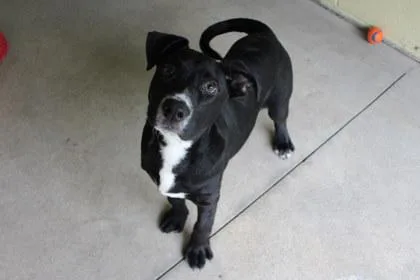 A young large-sized male Mixed Breed dog named Brisket for adoption in Kansas City, MO