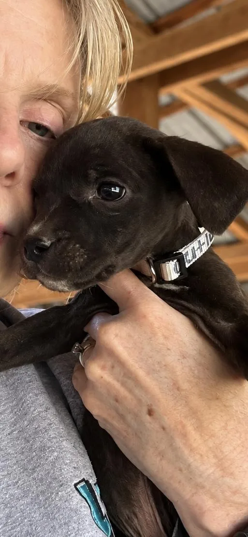A baby medium-sized male Black Boxer dog named Outlaw West for adoption in Andover, MA