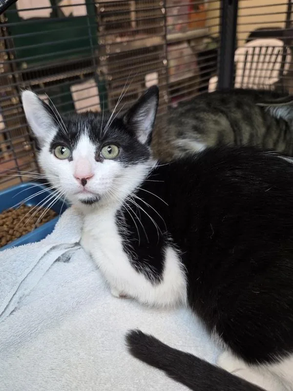 A baby small-sized male Domestic Short Hair cat named Apollo for adoption in Millersville, MD