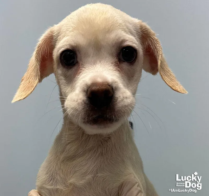 A baby medium-sized female Shepherd dog named Cadiz for adoption in Washington, DC
