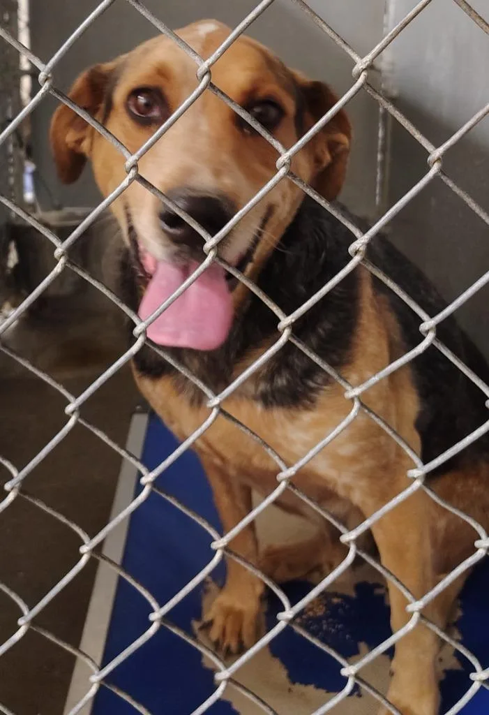 An adult large-sized male Hound dog named Jake for adoption in Saint Clairsville, OH
