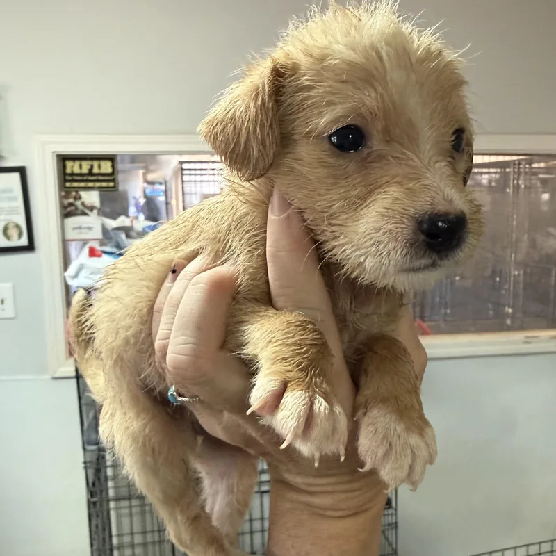A baby medium-sized male Mixed Breed dog named Cinnamon Twist for adoption in Columbia, SC
