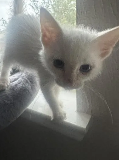 A baby small-sized male Flame Point Siamese cat named Bo Duke for adoption in Liverpool, TX