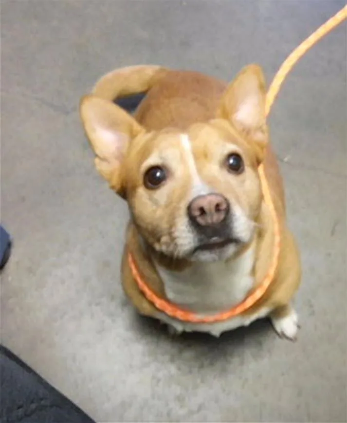 An adult small-sized female Cardigan Welsh Corgi dog named Brenda for adoption in Tulsa, OK