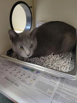 An adult medium-sized female Domestic Short Hair cat named Michi Mom for adoption in Fairfax, VA