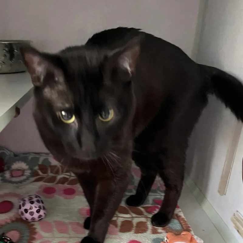 A young medium-sized male Black Domestic Short Hair cat named Loki for adoption in Sarasota, FL