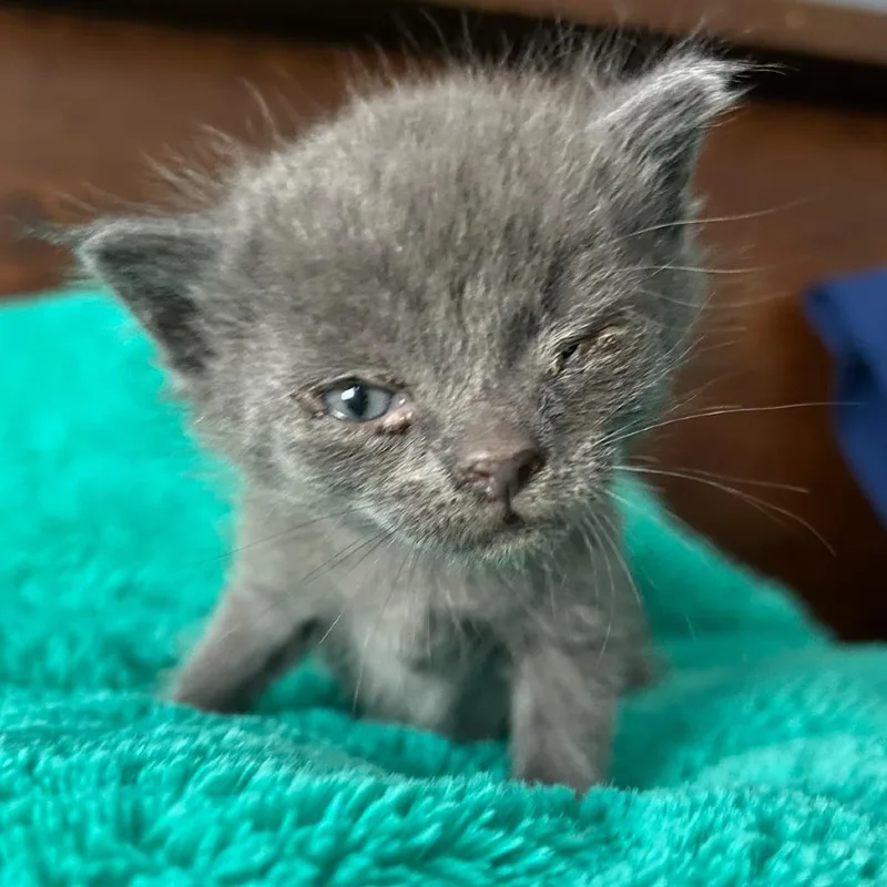 A baby small-sized female Gray / Blue / Silver Domestic Short Hair cat named Pepsi for adoption in Houston, TX