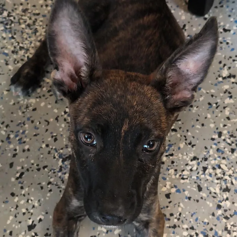 A baby small-sized female Brindle Terrier dog named Heidi for adoption in Ferndale, MI